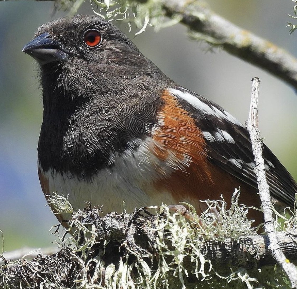 Spotted Towhee - ML621055606