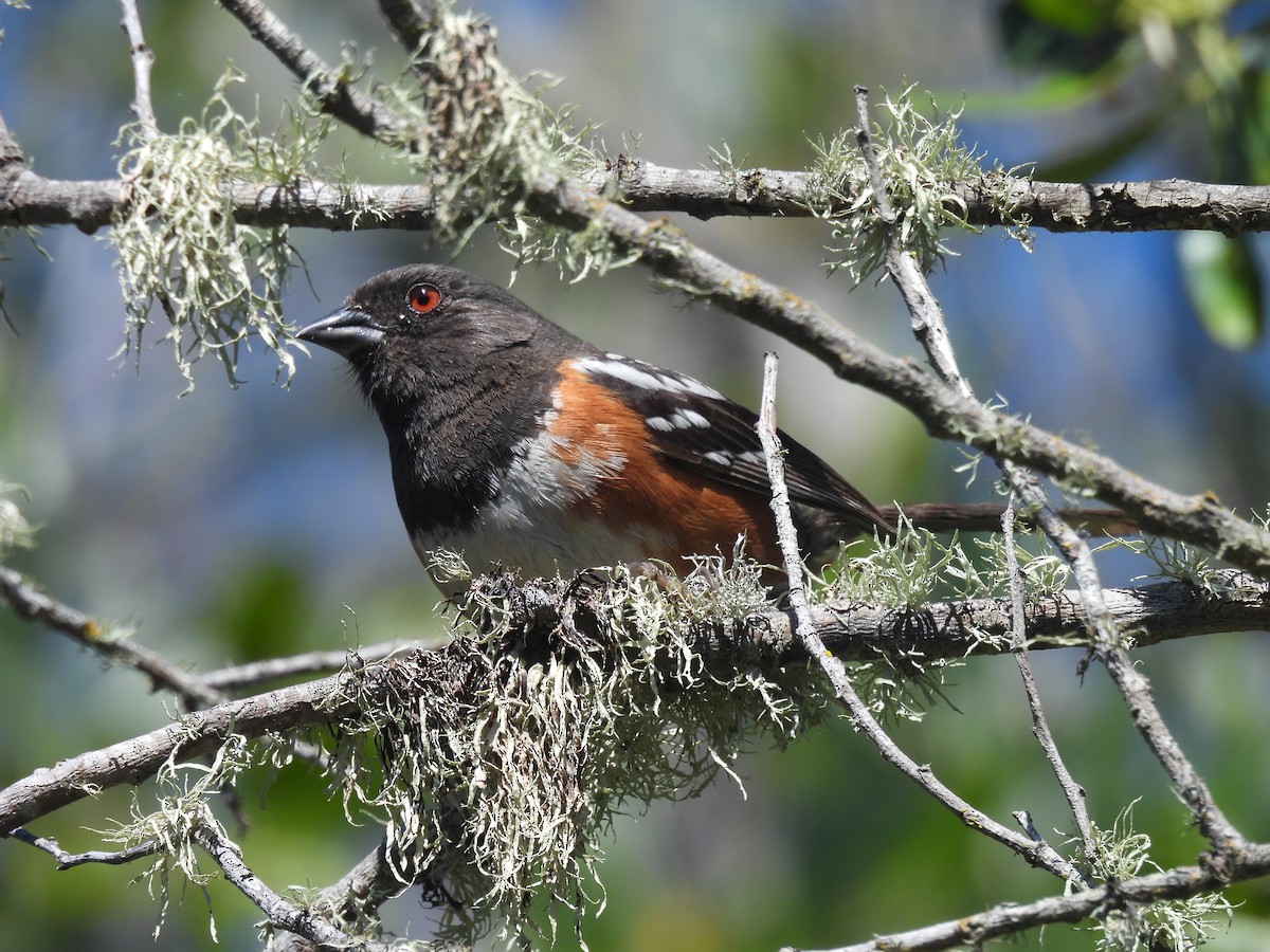 Spotted Towhee - ML621055607