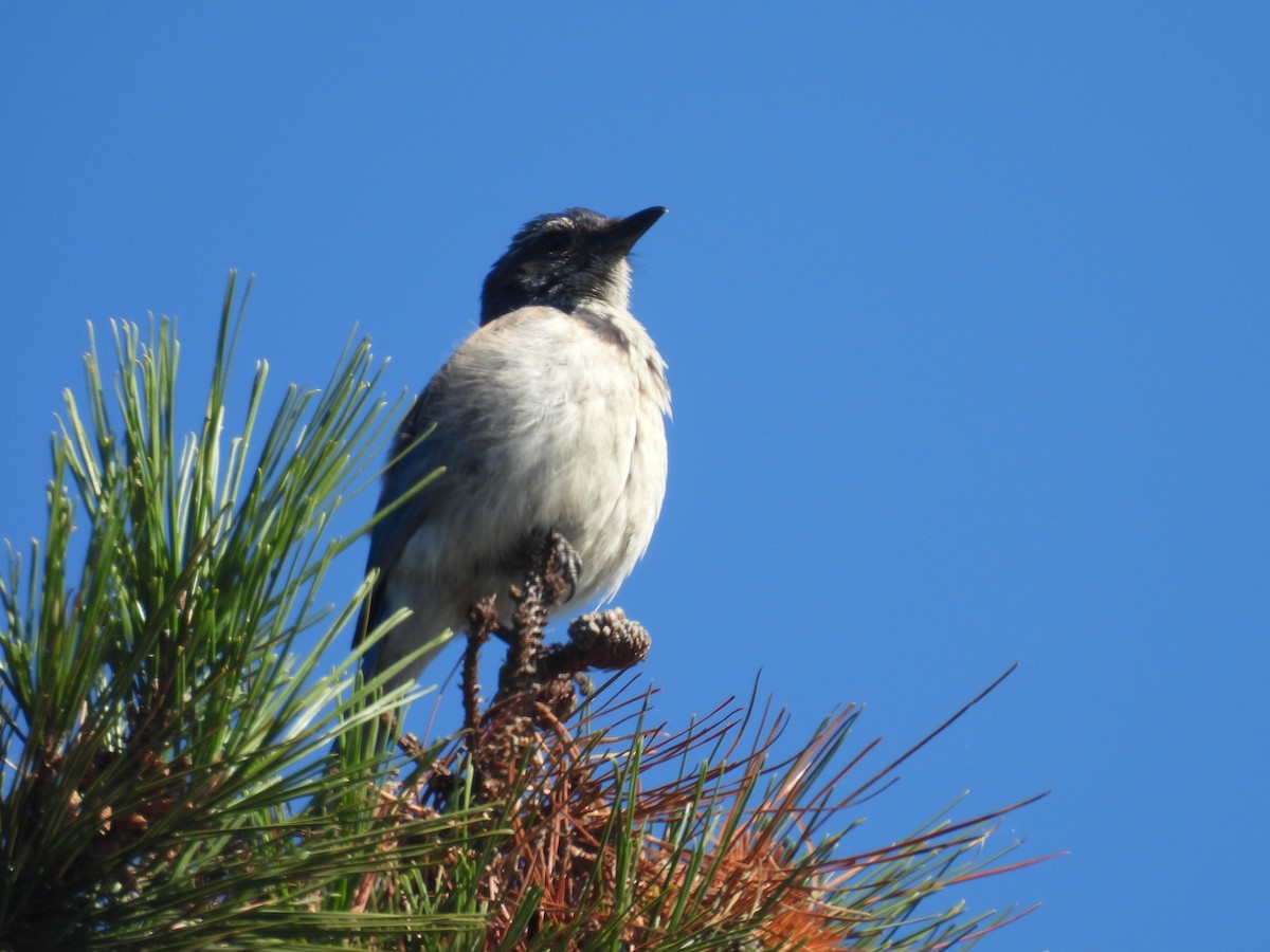 California Scrub-Jay - ML621055627