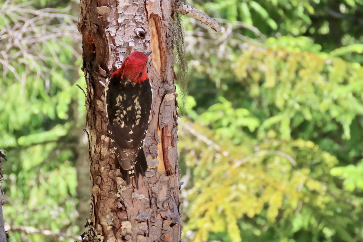 Red-breasted Sapsucker - ML621055634