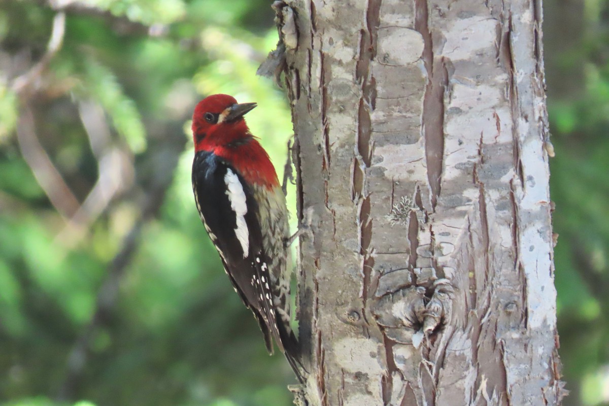 Red-breasted Sapsucker - Terry Swope