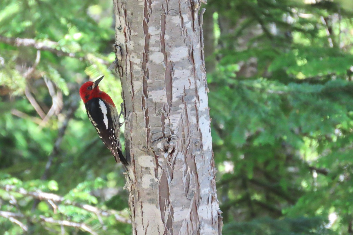 Red-breasted Sapsucker - ML621055636
