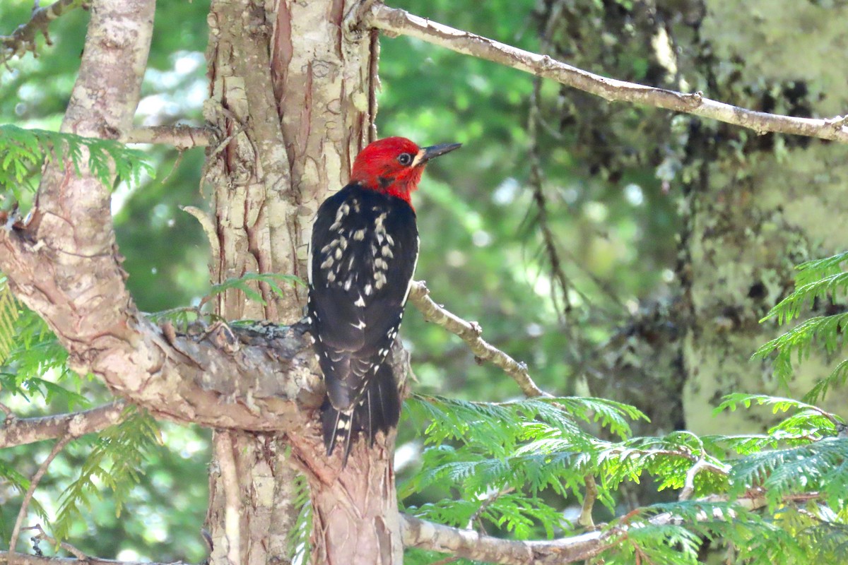 Red-breasted Sapsucker - ML621055637