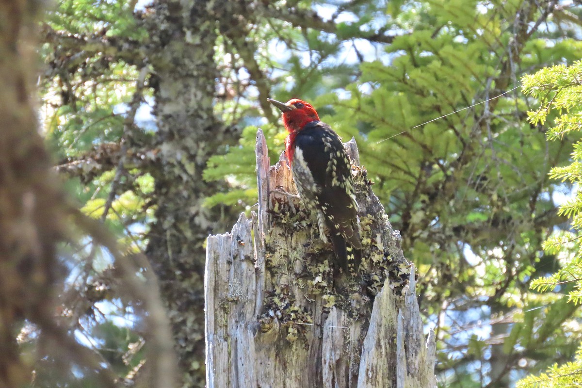Red-breasted Sapsucker - ML621055640