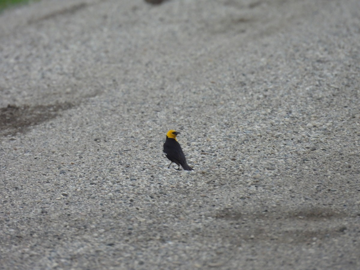 Yellow-headed Blackbird - ML621055669