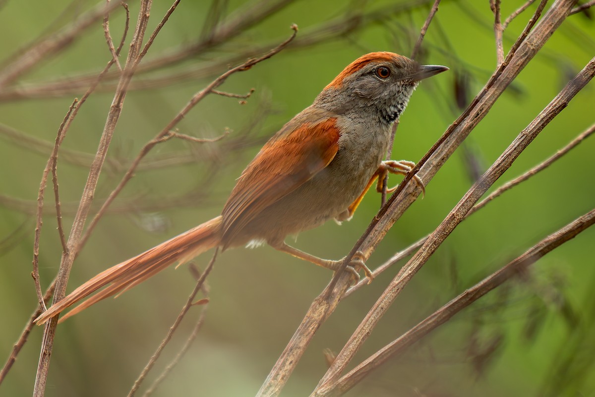 Sooty-fronted Spinetail - ML621055673