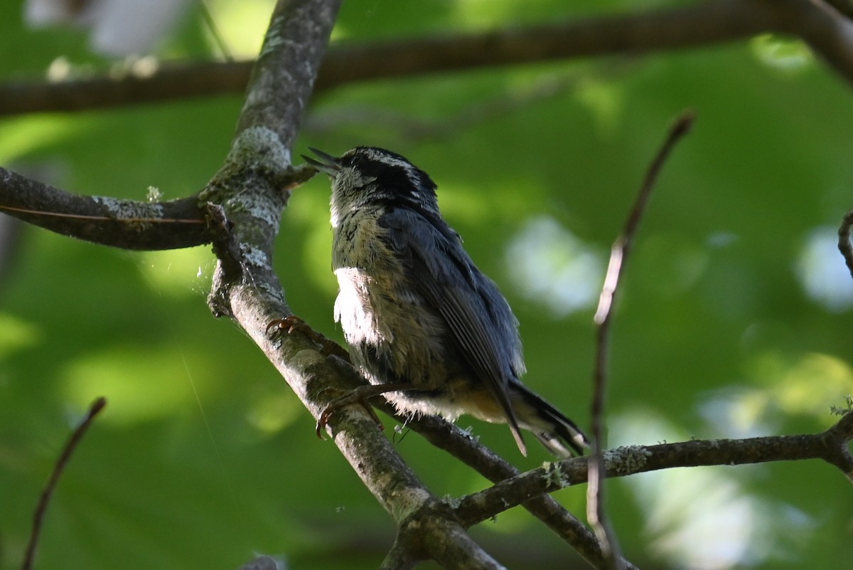 Red-breasted Nuthatch - ML621055706