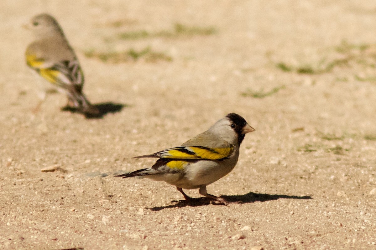 Lawrence's Goldfinch - ML621055721