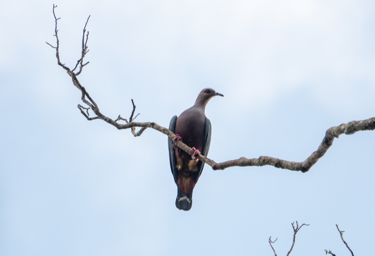 Pinon's Imperial-Pigeon - ML621055749