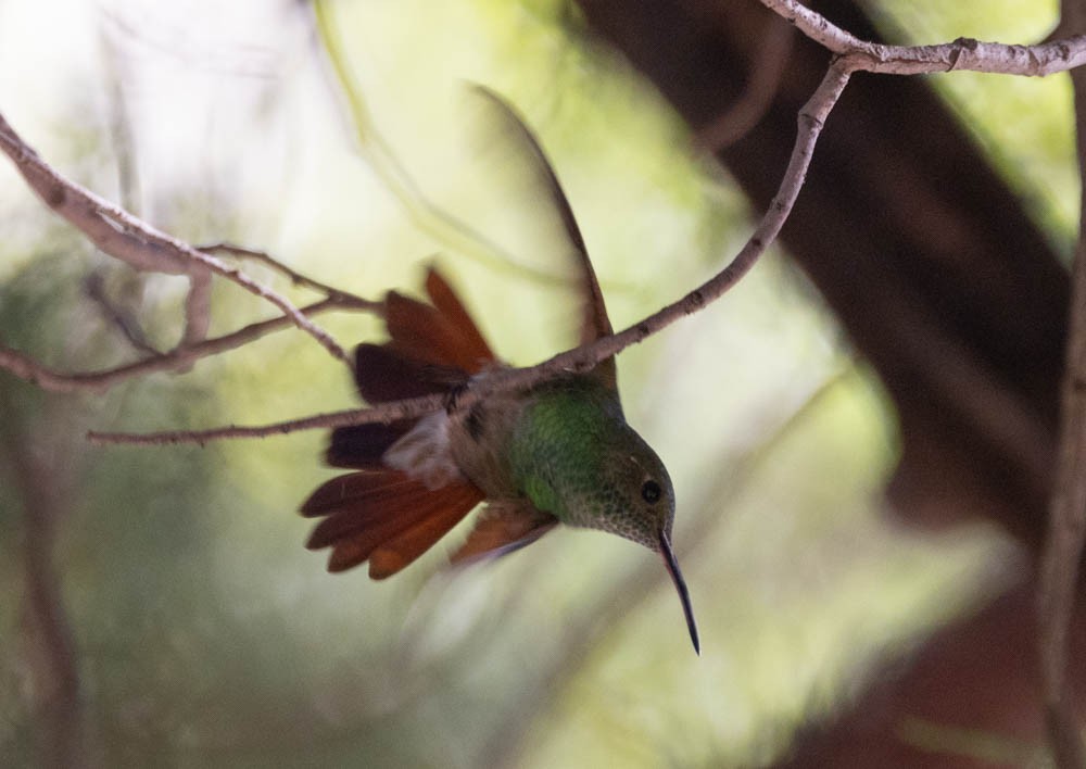 kolibřík mexický - ML621055779