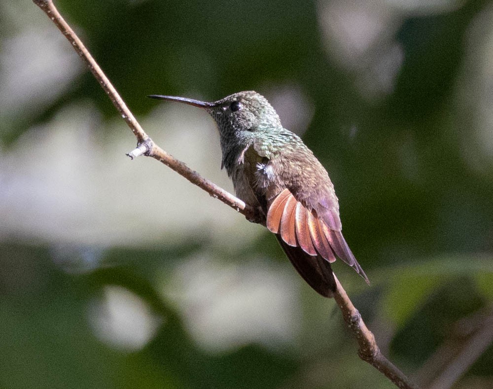 kolibřík mexický - ML621055780