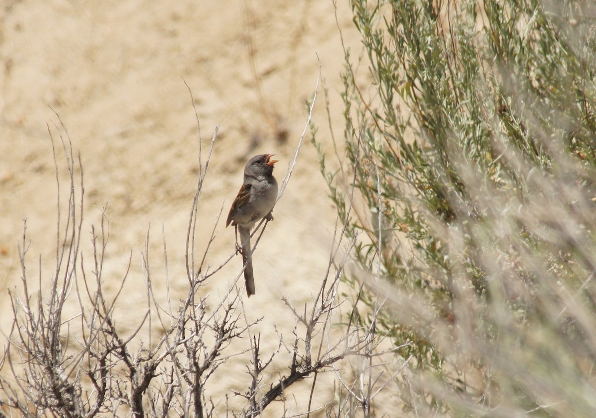 Black-chinned Sparrow - ML621055789