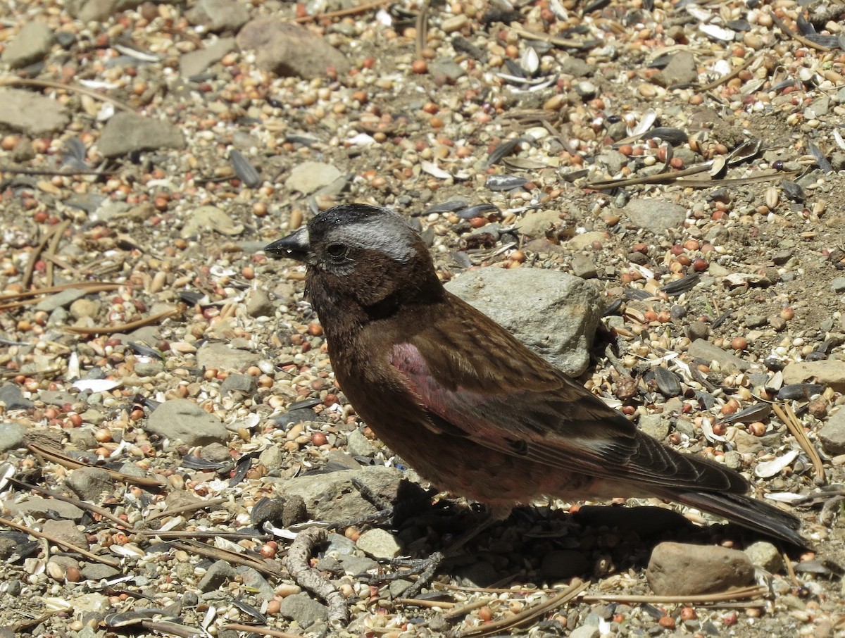 Gray-crowned Rosy-Finch - ML621055806