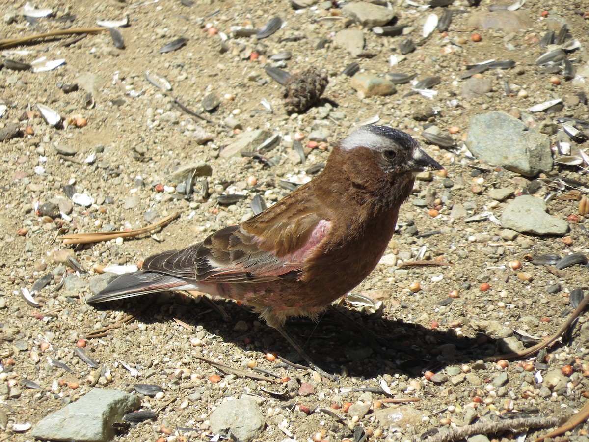 Gray-crowned Rosy-Finch - ML621055807