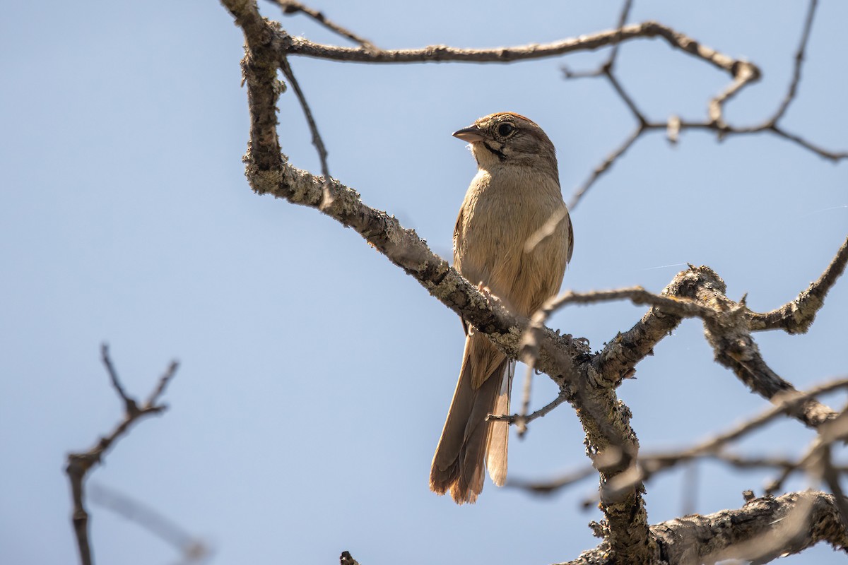 Rufous-crowned Sparrow - ML621055811