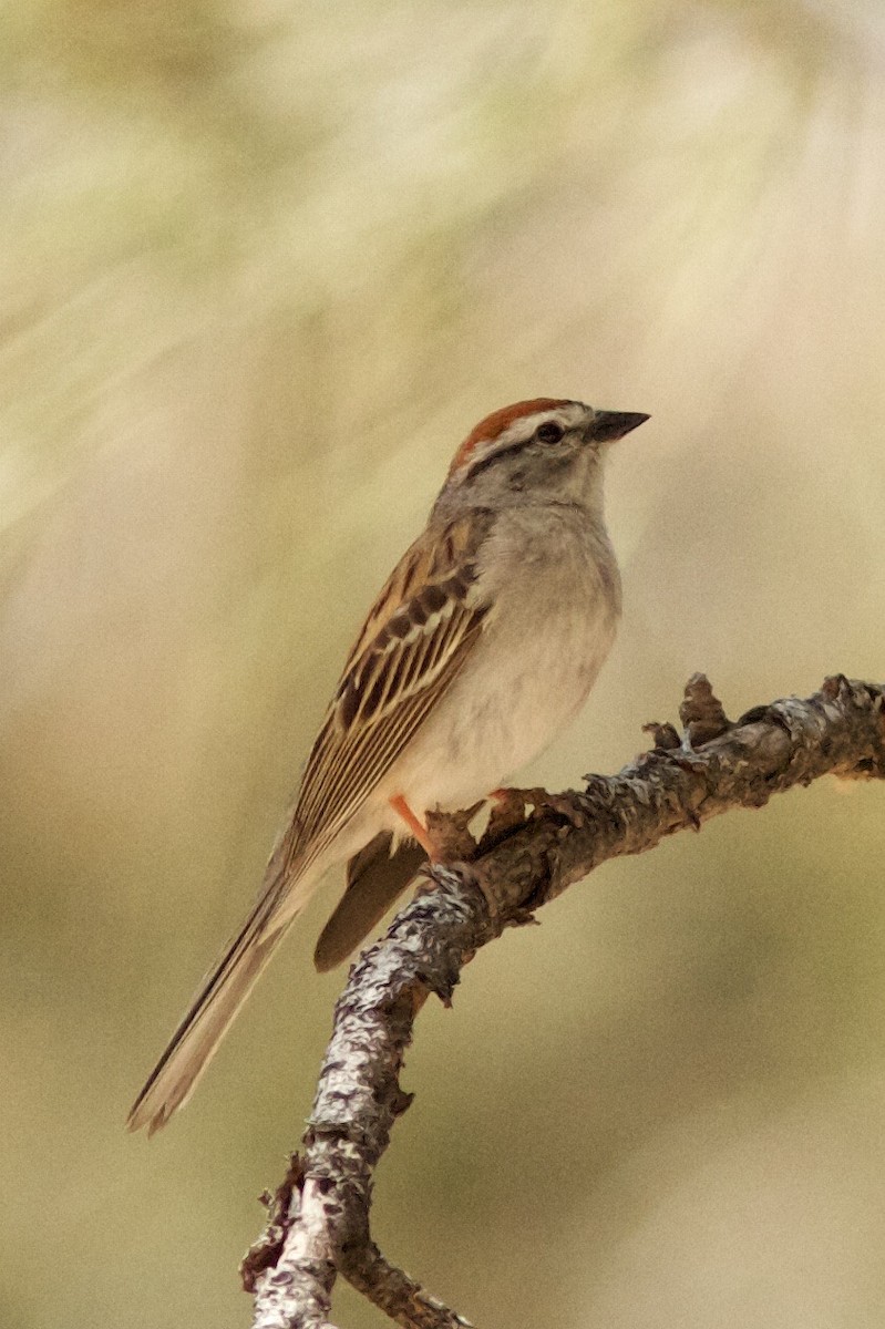 Chipping Sparrow - ML621055823