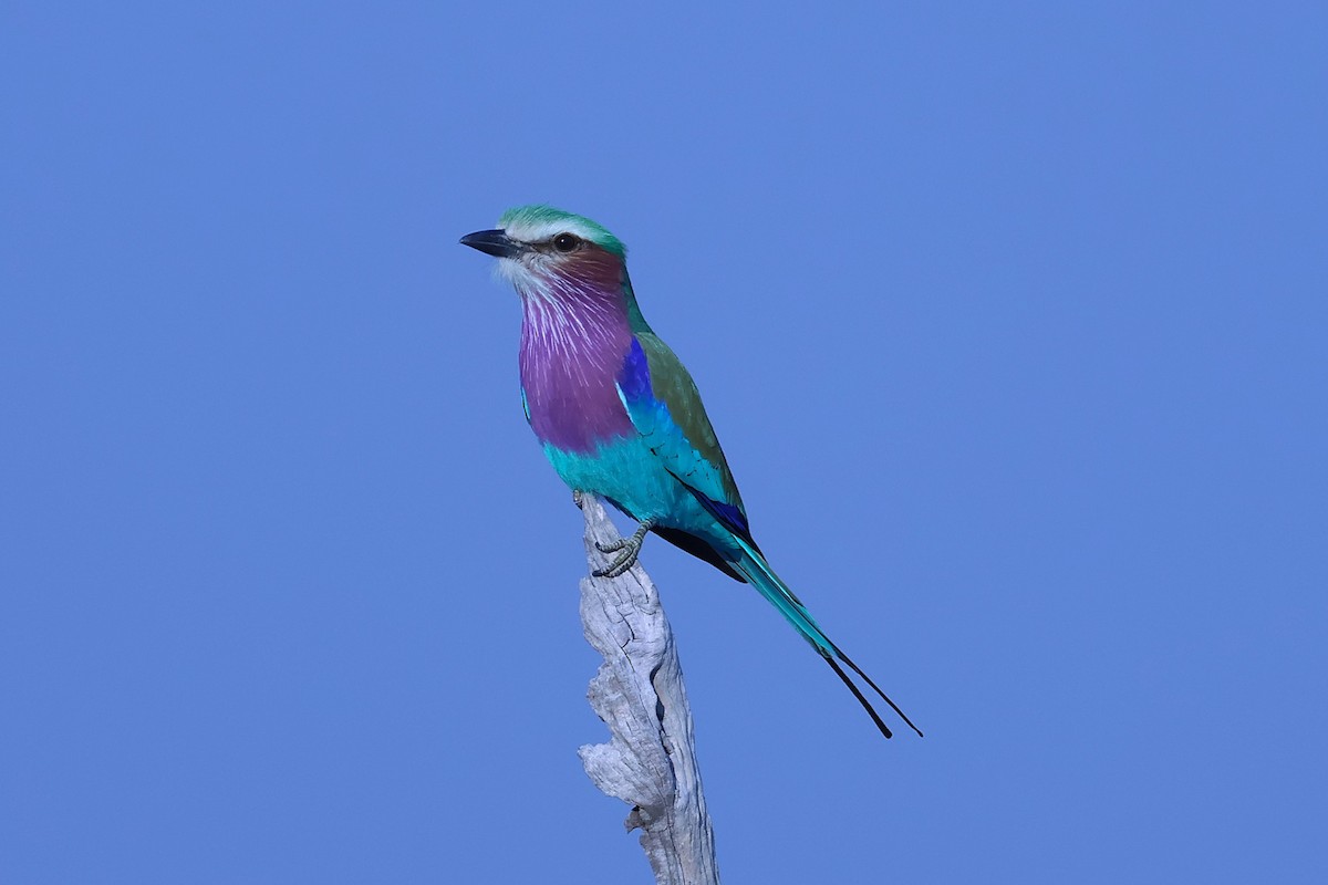 Lilac-breasted Roller - ML621055825