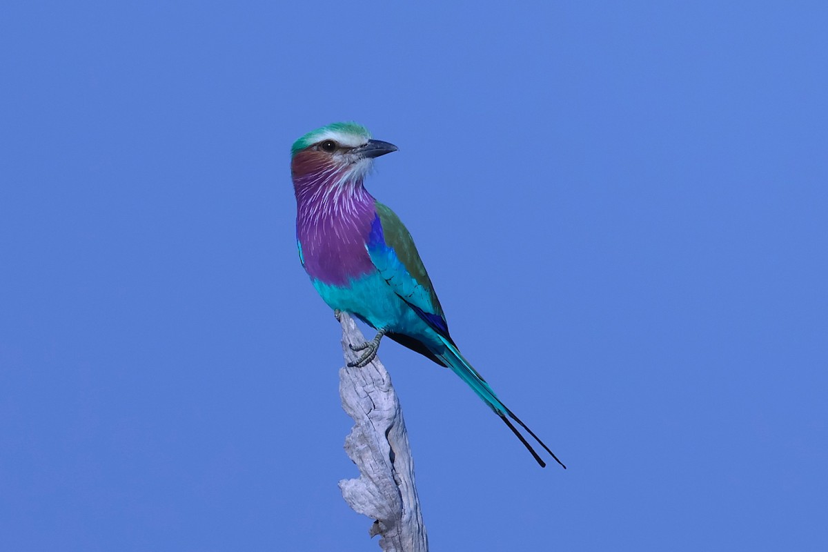 Lilac-breasted Roller - ML621055826