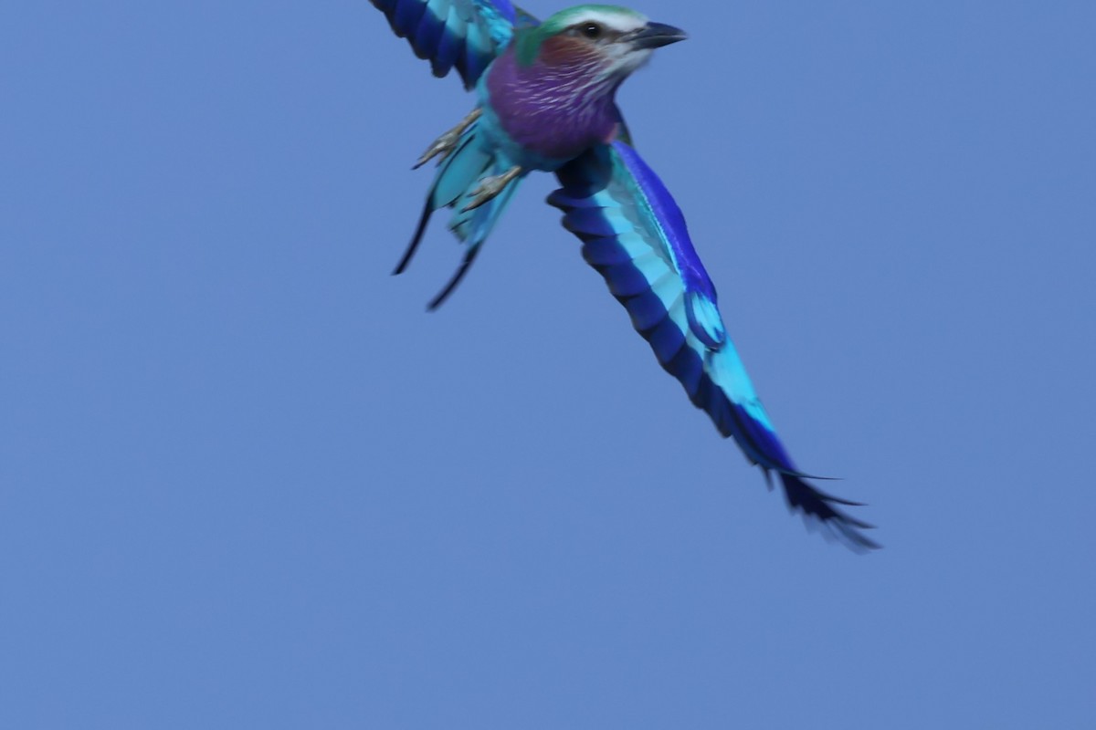 Lilac-breasted Roller - ML621055827