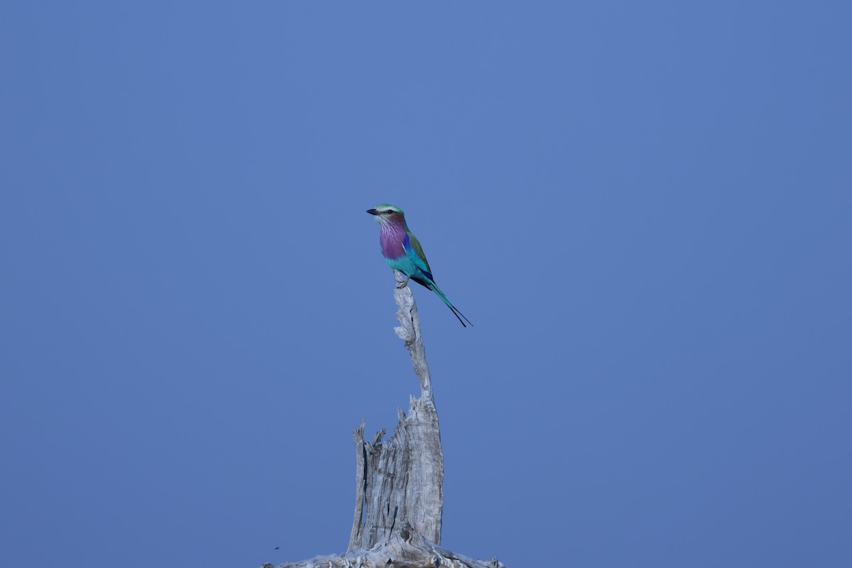 Lilac-breasted Roller - ML621055828
