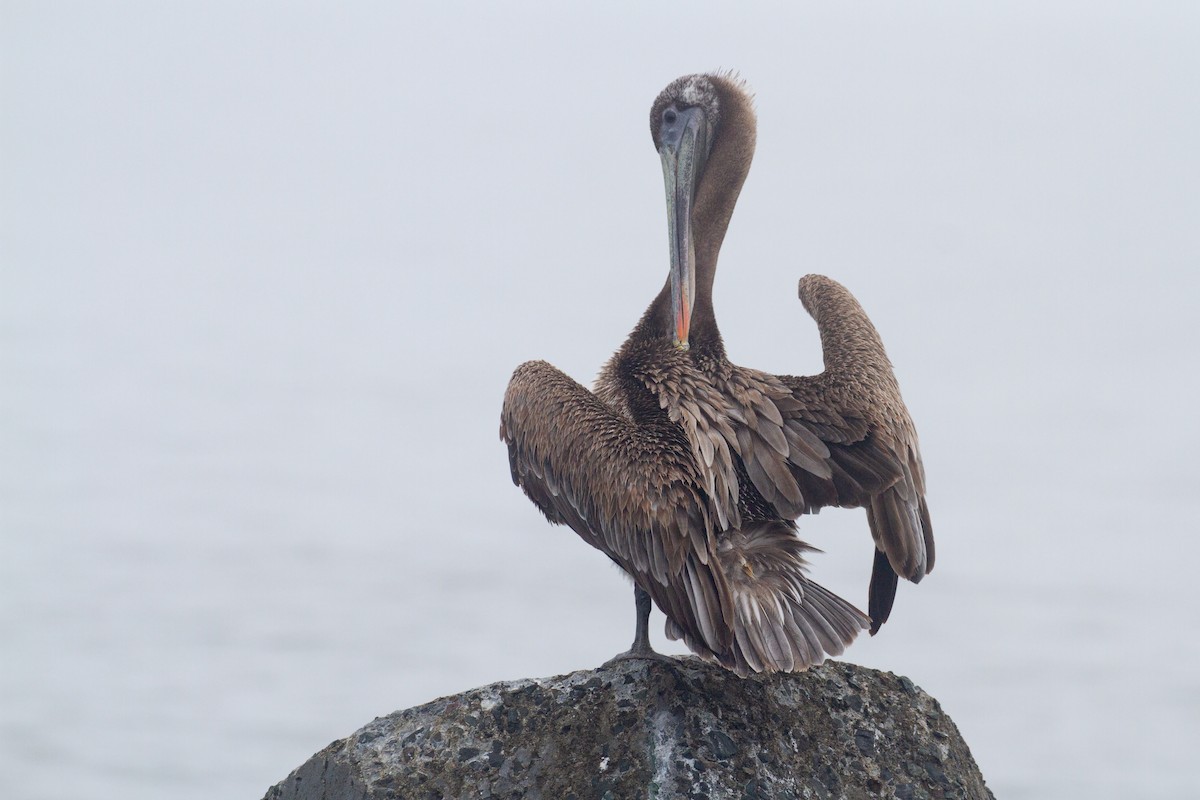 Brown Pelican (California) - ML621055829