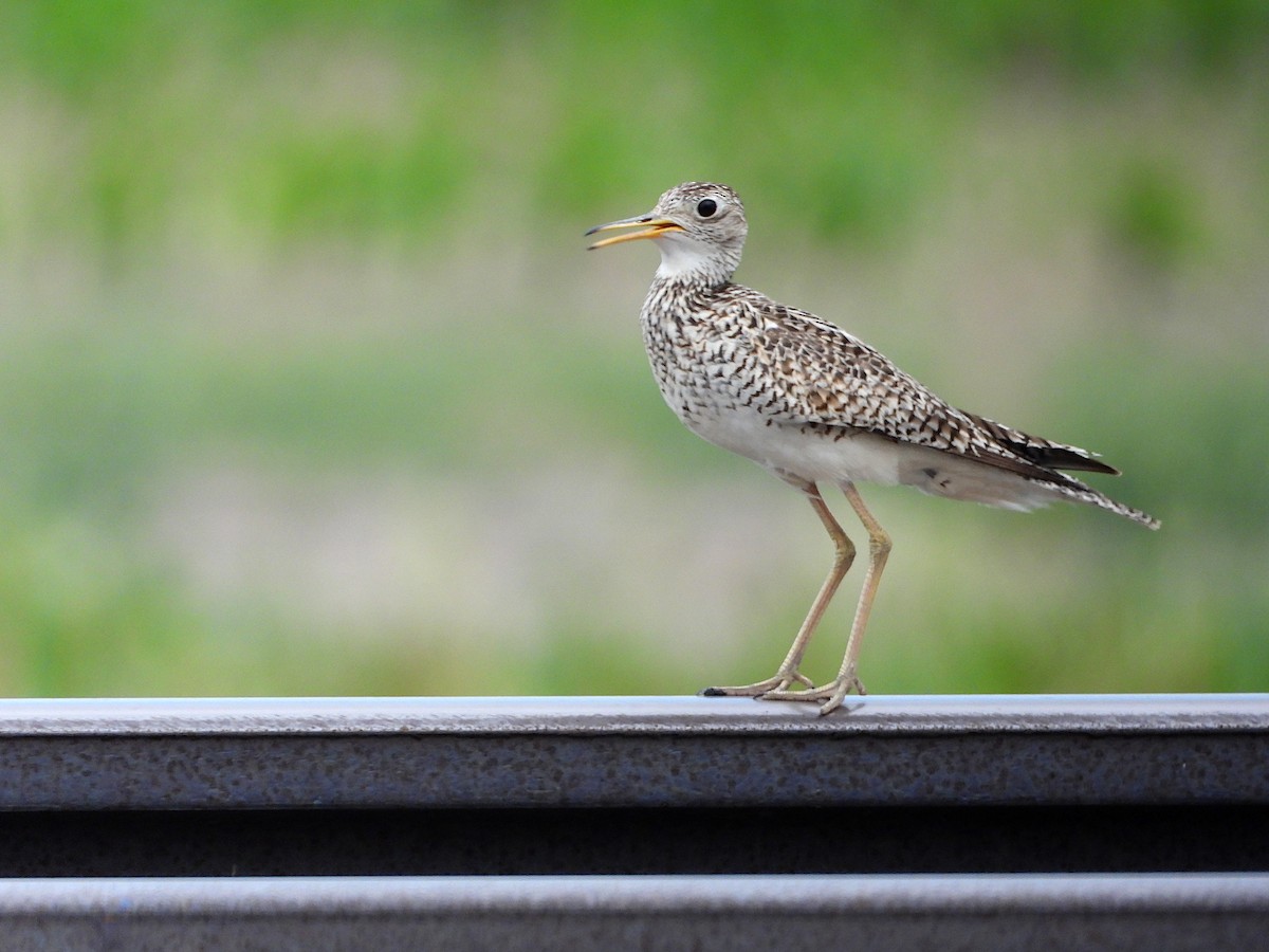 Upland Sandpiper - Jeff Percell