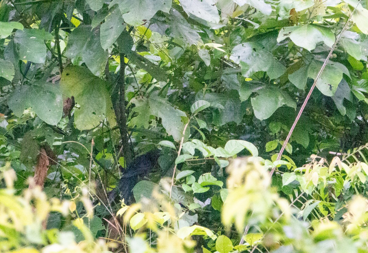 Lesser Black Coucal - ML621055847