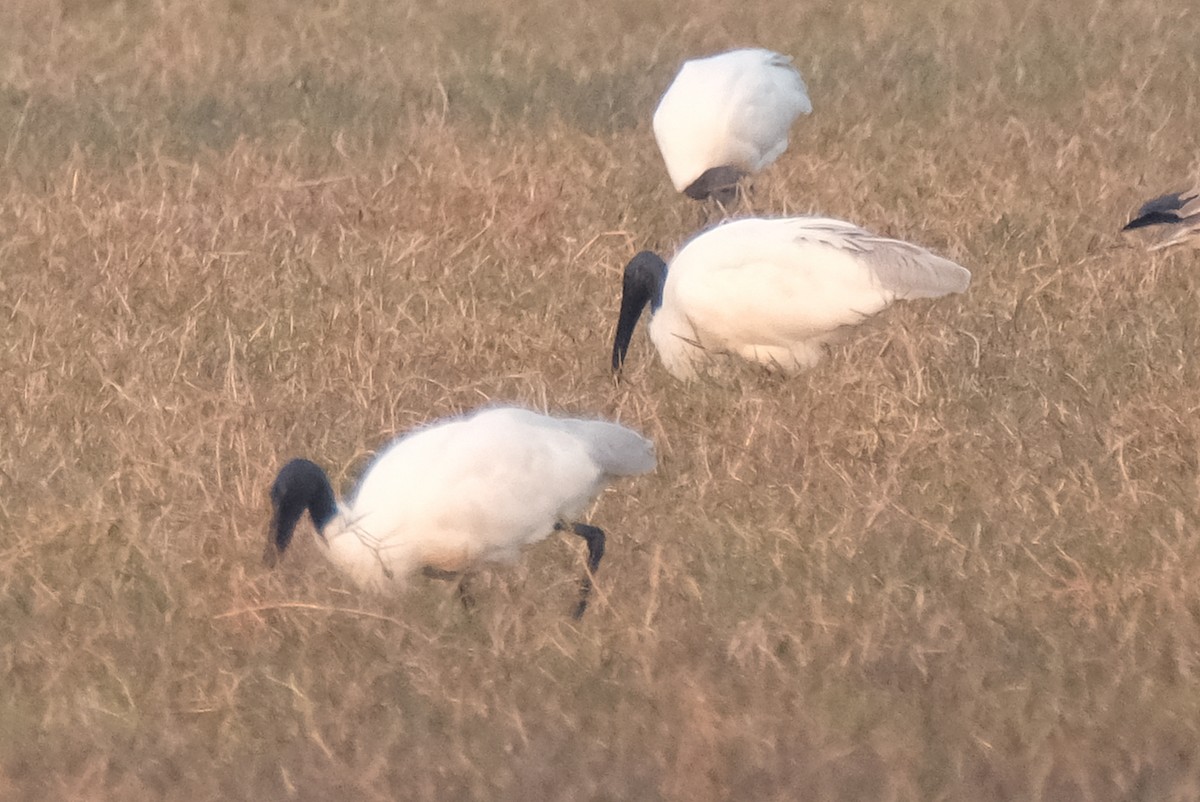 ibis černohlavý - ML621055870
