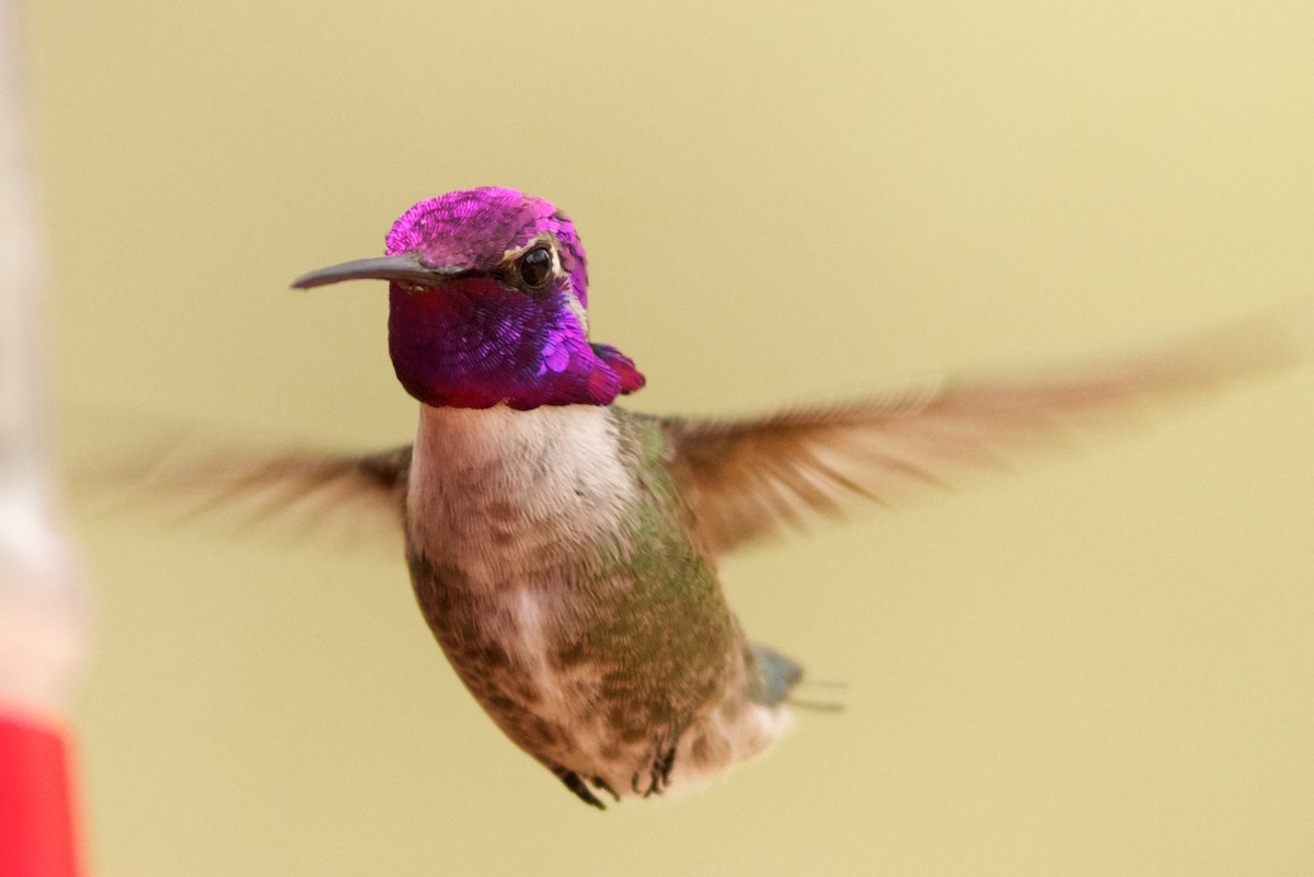 Costa's Hummingbird - ML621055871
