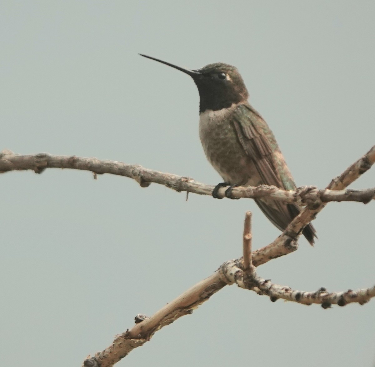Black-chinned Hummingbird - ML621055876