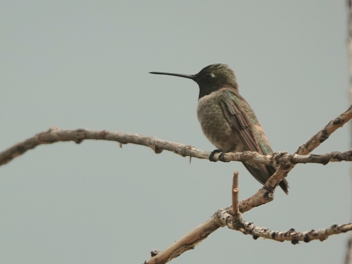 Black-chinned Hummingbird - ML621055877