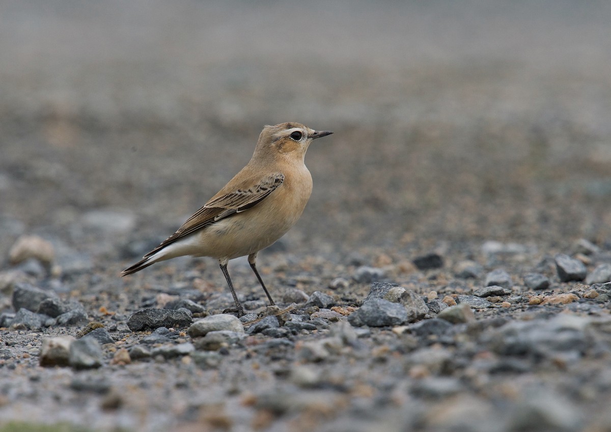 Northern Wheatear - 浙江 重要鸟讯汇整