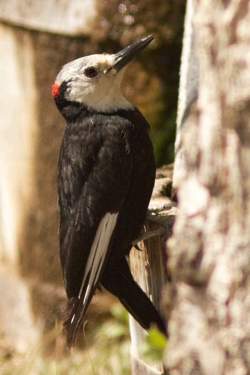 White-headed Woodpecker - ML621055916