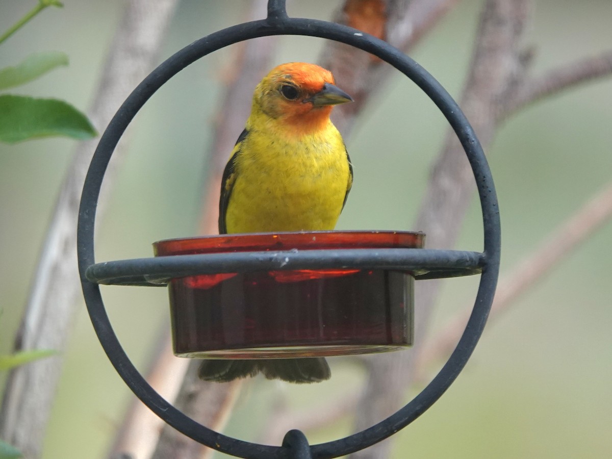 Western Tanager - ML621055956