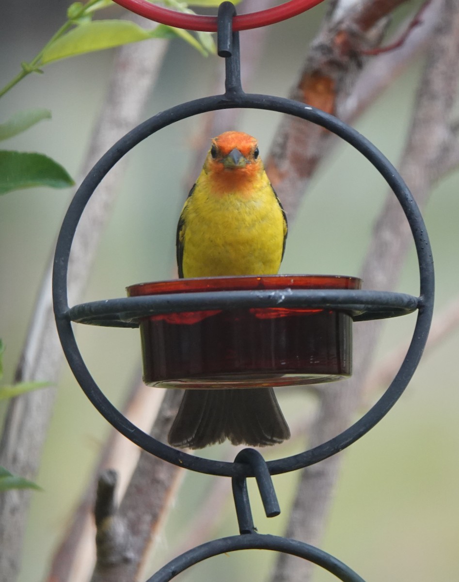 Western Tanager - ML621055957