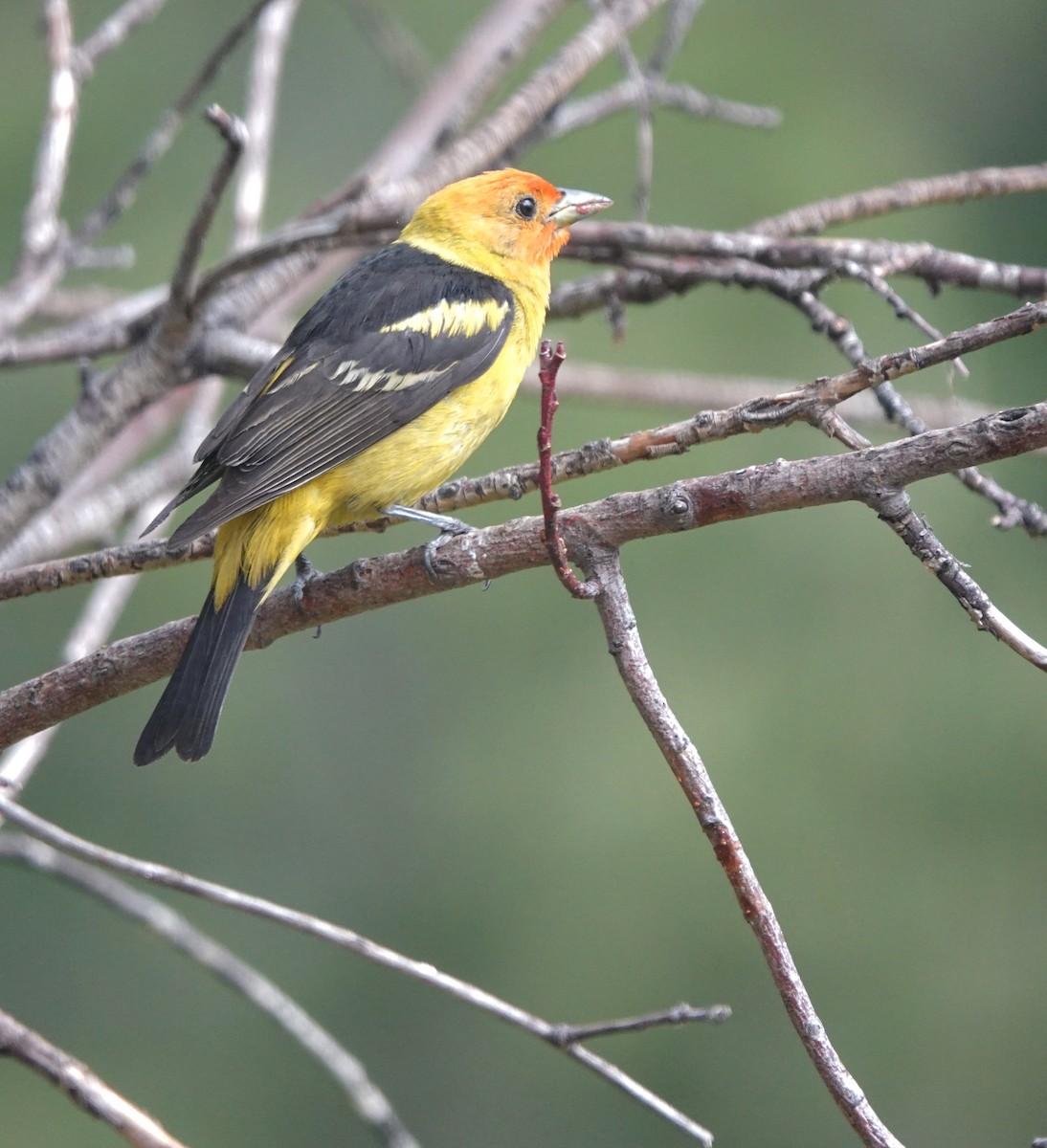 Western Tanager - ML621055958