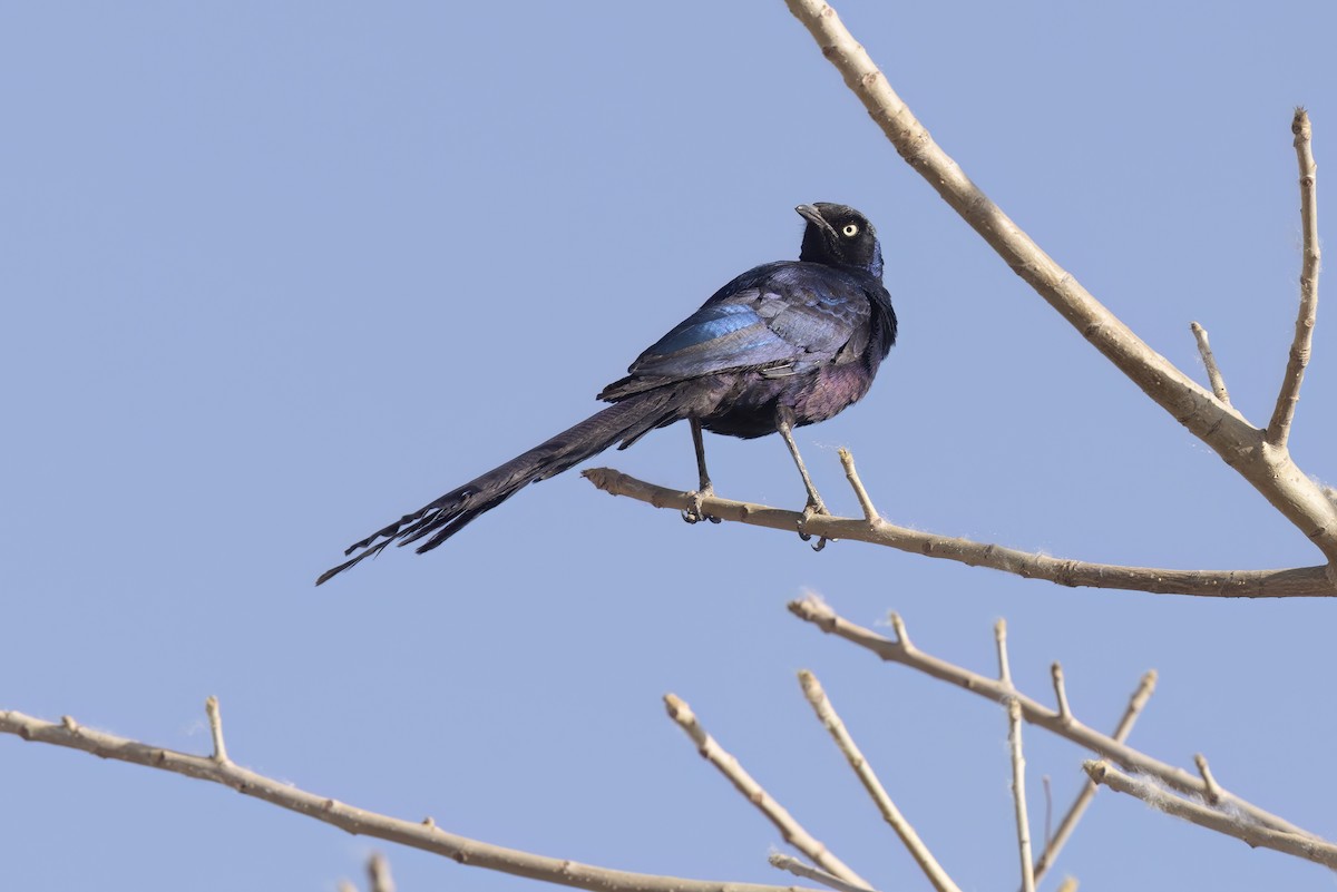 Long-tailed Glossy Starling - ML621055968