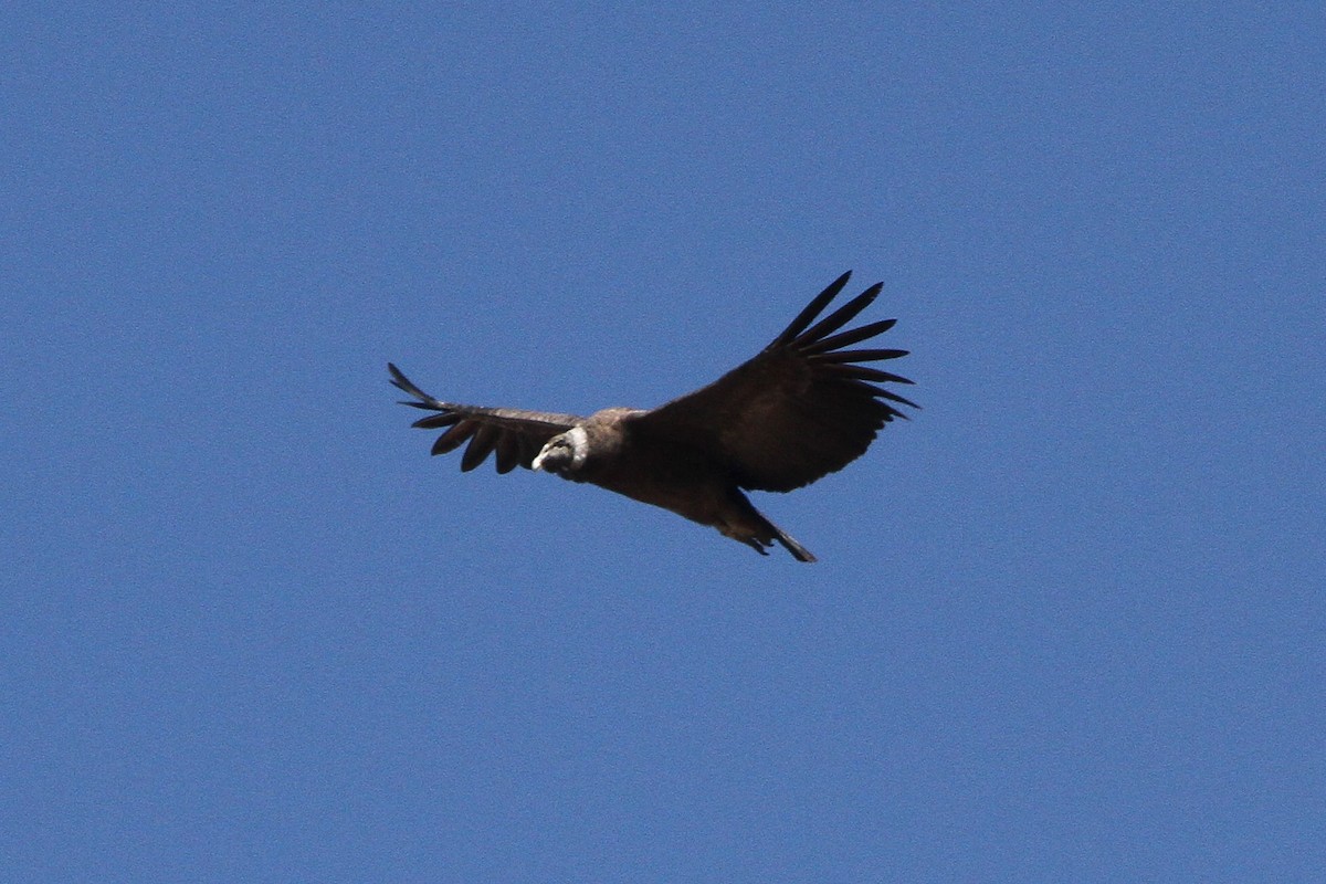 Condor des Andes - ML621055974