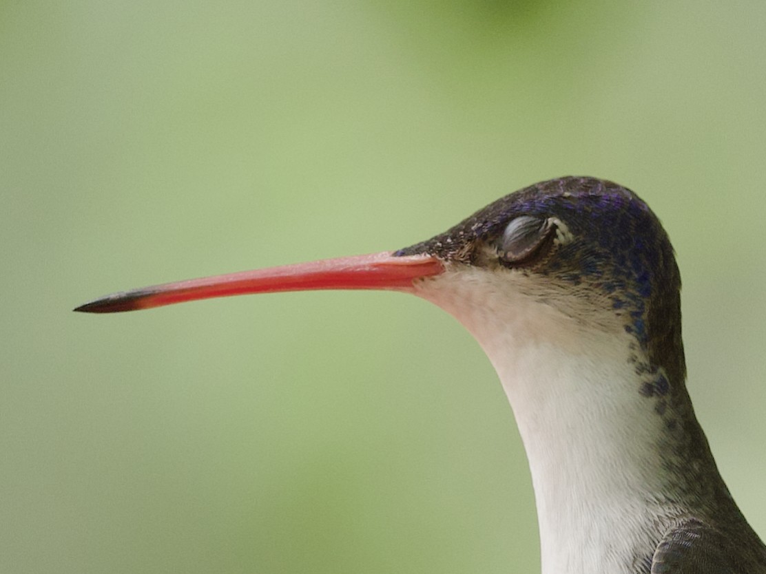 kolibřík fialovokorunkatý - ML621055979