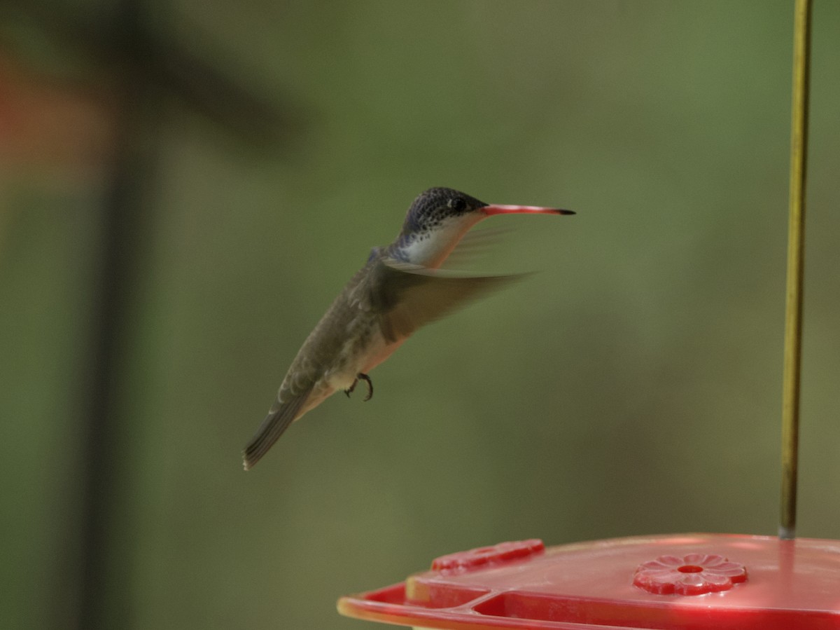 kolibřík fialovokorunkatý - ML621056013
