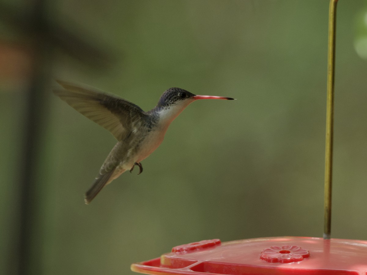 kolibřík fialovokorunkatý - ML621056050