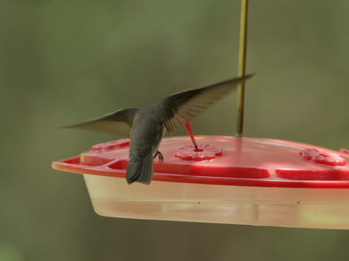 kolibřík fialovokorunkatý - ML621056051