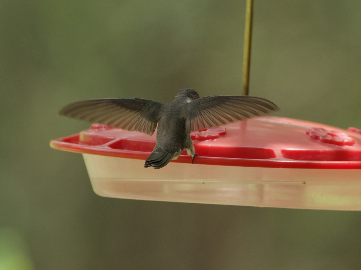 kolibřík fialovokorunkatý - ML621056052