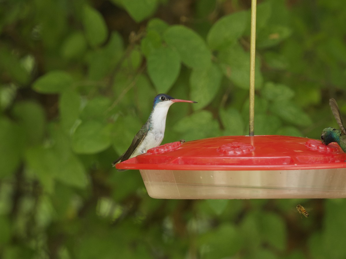 kolibřík fialovokorunkatý - ML621056055