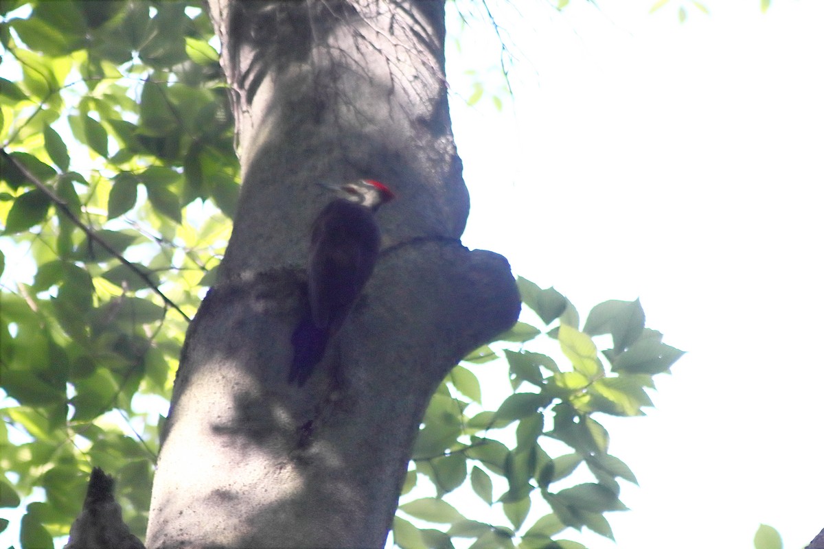 Pileated Woodpecker - ML621056076