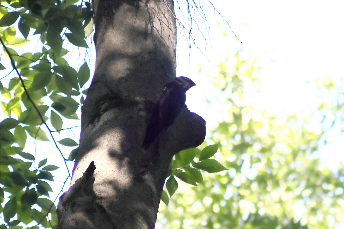 Pileated Woodpecker - ML621056077