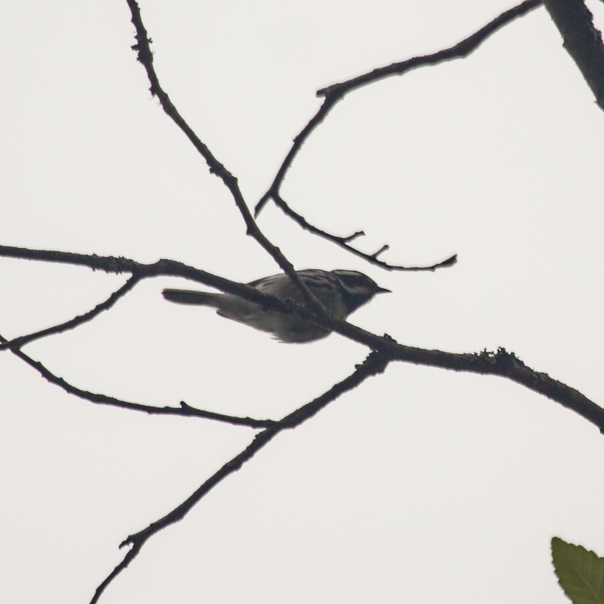 Black-throated Gray Warbler - ML621056081
