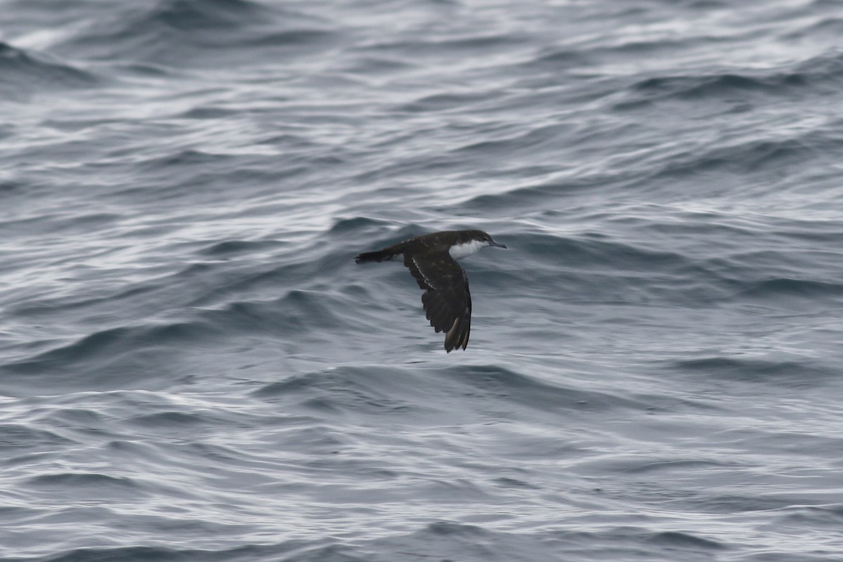 Galapagos Shearwater (Light-winged) - ML621056087