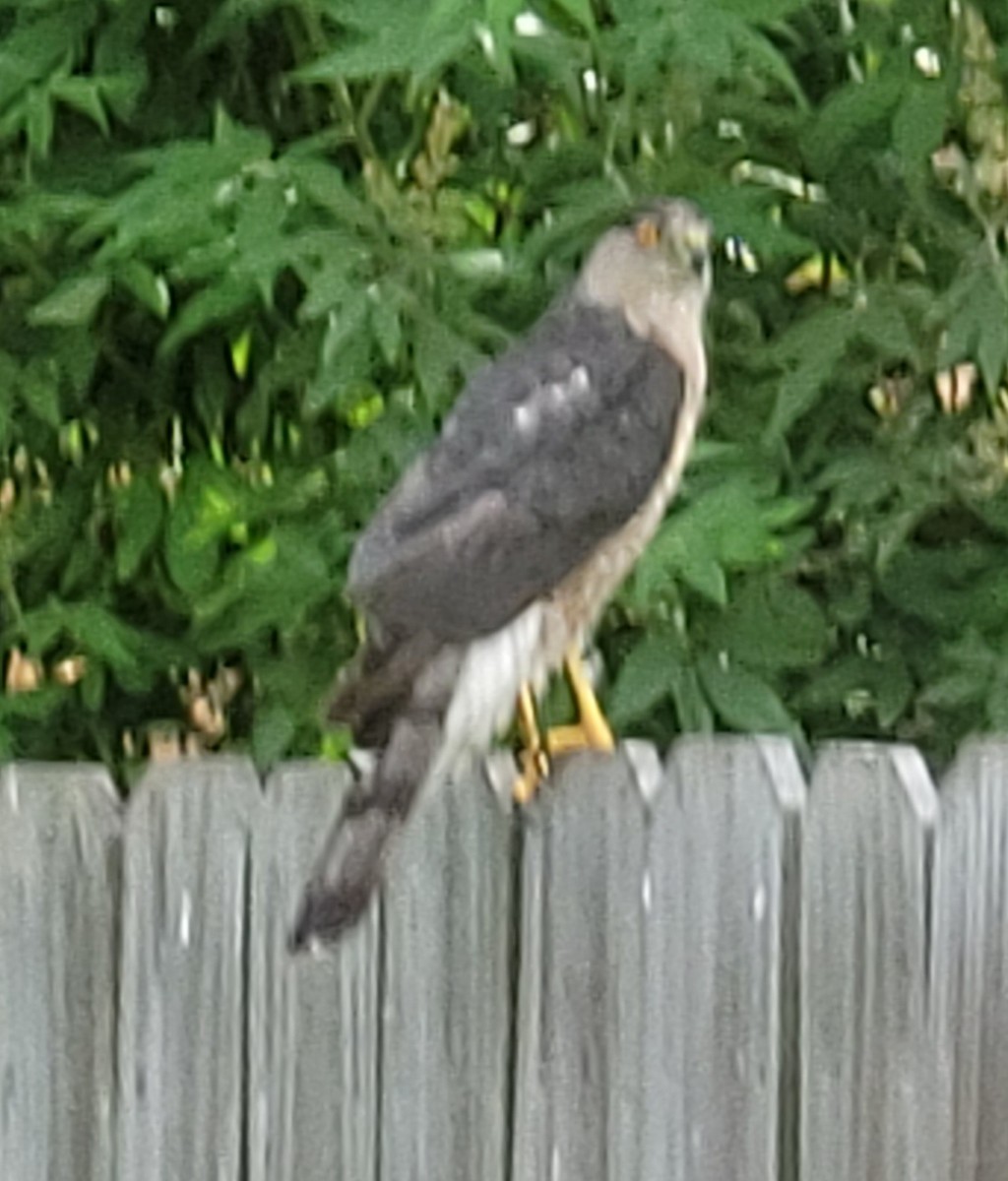 Cooper's Hawk - ML621056143