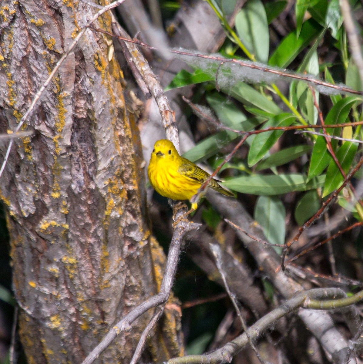 Yellow Warbler - Rail Whisperer
